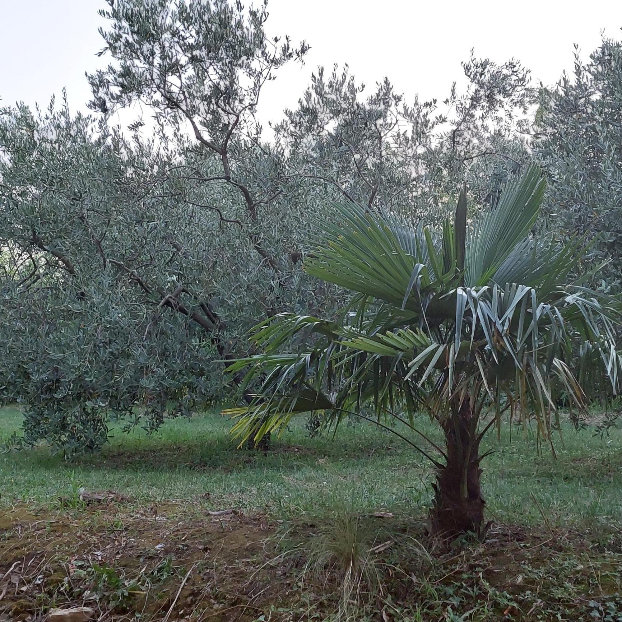 Pobegi Apartma Nika מראה חיצוני תמונה